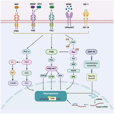 Editorial: New advances in functional rehabilitation after central and peripheral nervous system injury